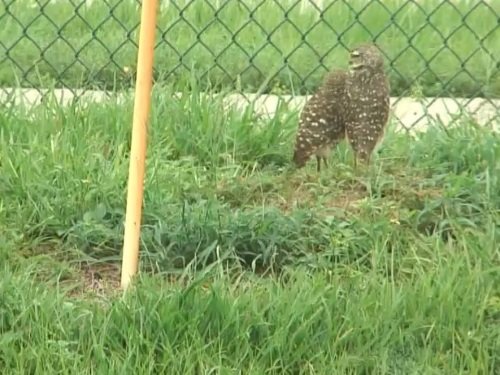 Burrowing Owl, Boynton Beach live cam