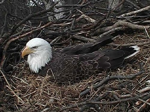 Eagle Nest, Washington D.C. live cam