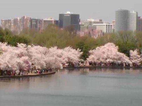 Cherry Blossoms, Washington D.C. live cam
