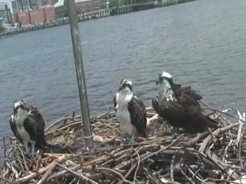 Osprey Nest, Washington D.C. live cam