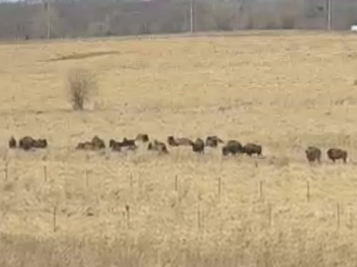 Bisons, Wilmington live cam