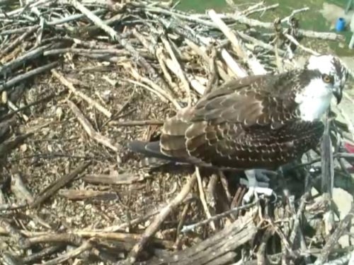 Osprey Nest, Oxford live cam