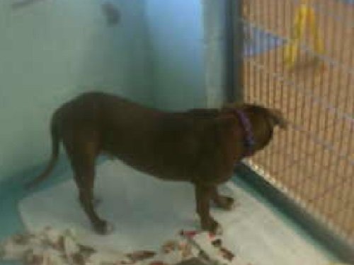 Halifax Humane Society, Daytona Beach live cam