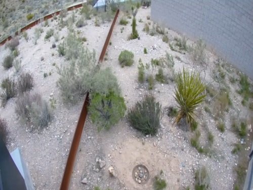 Desert Tortoise, Red Rock Canyon Area live cam