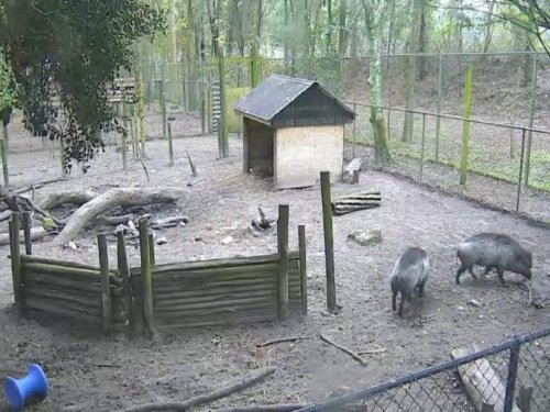 Visayan Warty Pigs, Santa Fe College live cam