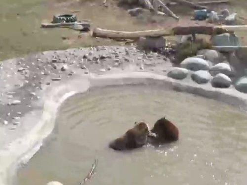 Grizzly Bear, Zoo Montana live cam