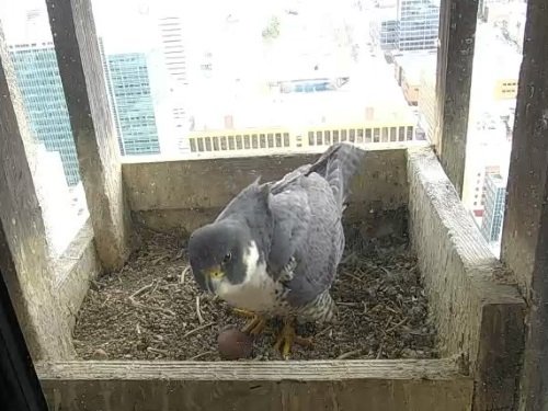 Falcon Nest, Omaha live cam