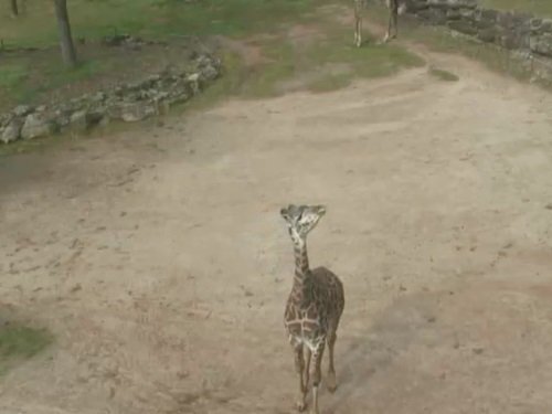 Giraffe Paddock, Zoo Greenville live cam