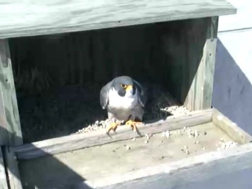 Falcon Nest, Rochester live cam