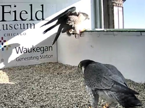 Peregrine Falcon Nest, Waukegan live cam