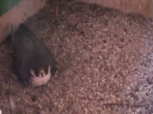 Peregrine Falcon Nest, Romeoville live cam