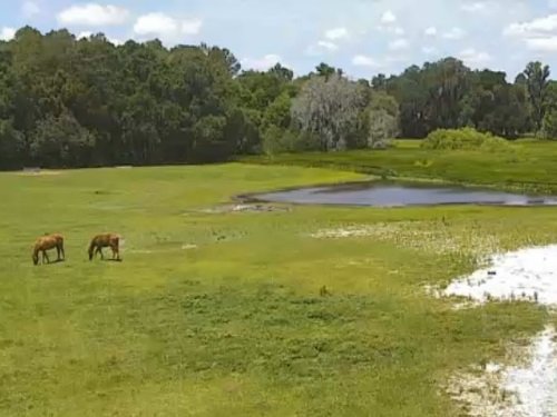 Horse Teaching Unit, Gainesville live cam