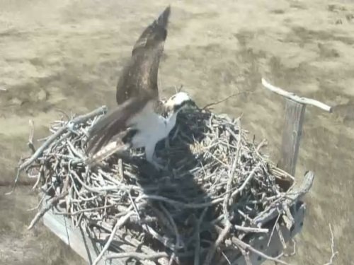 Osprey Nest, Essex live cam