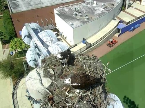 Osprey Nest, Gainesville live cam