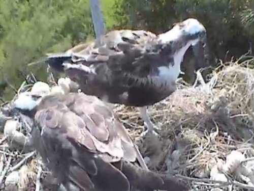 Osprey Nest, Sanibel Island live cam