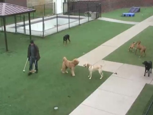 Doggy Daycare Splash Zone, Chanhassen live cam