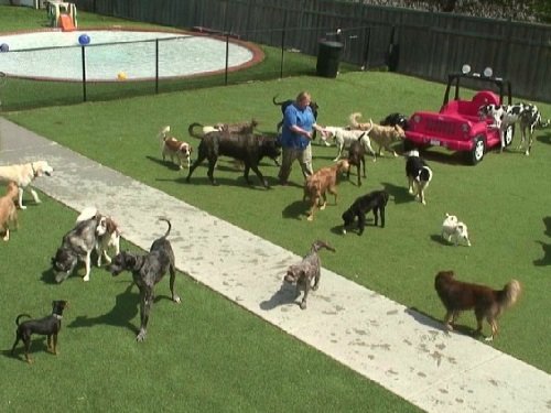 Doggy Daycare Barkyard, Chanhassen live cam