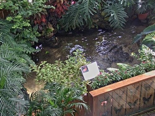 Butterfly Conservatory, Key West live cam