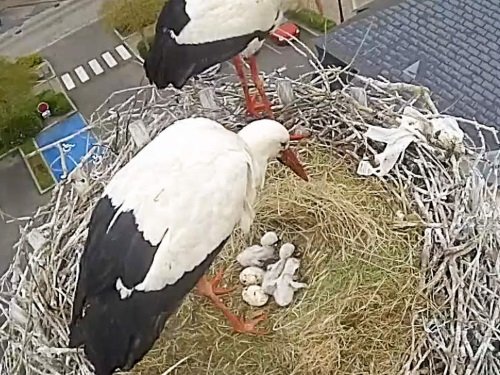 Stork Nest, Sarralbe live cam